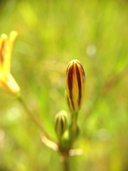 Triteleia ixioides ixioides