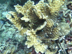 Mycedium elephantotus