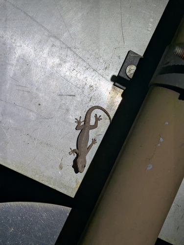 Hemidactylus frenatus observed 2026-10-29