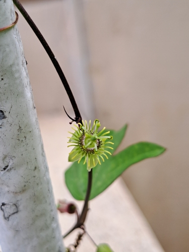 Passiflora suberosa observed 2026-10-29