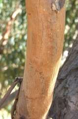 Eucalyptus aromaphloia