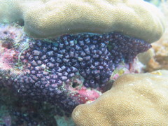 Eusynstyela latericius