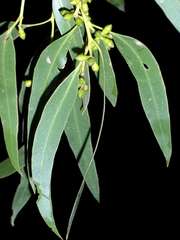 Eucalyptus aromaphloia