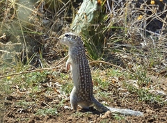 Ictidomys parvidens