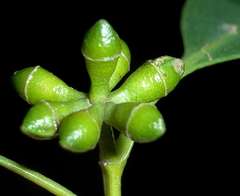Eucalyptus aromaphloia