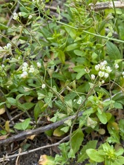 Capsella bursa-pastoris