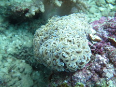 Fimbriaphyllia ancora