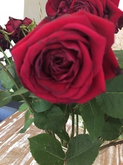 Rosa