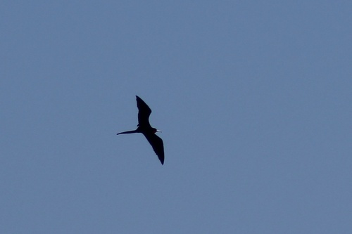 Aves observed 2026-10-28