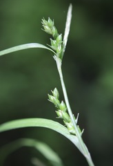 Carex grisea