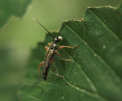 Analeptura