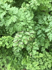 Alternaria dauci