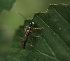 Analeptura