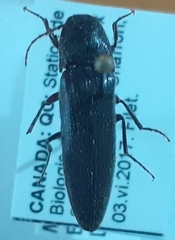 Melanotus castanipes