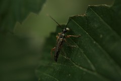 Analeptura