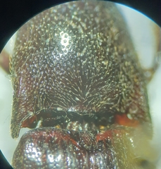 Melanotus castanipes