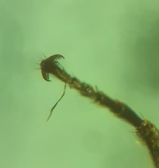 Melanotus castanipes