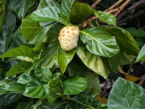 Morinda citrifolia observed 2026-10-29