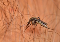 Psorophora cyanescens