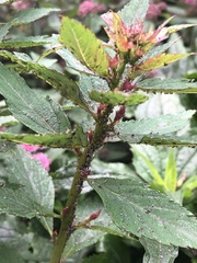 Macrosiphum cholodkovskyi