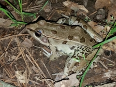 Lithobates sphenocephalus utricularius