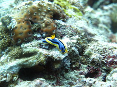 Chromodoris annae