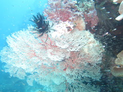 Melithaea ochracea