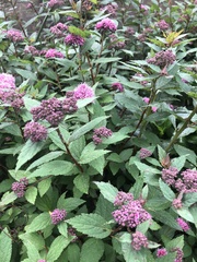 Macrosiphum cholodkovskyi