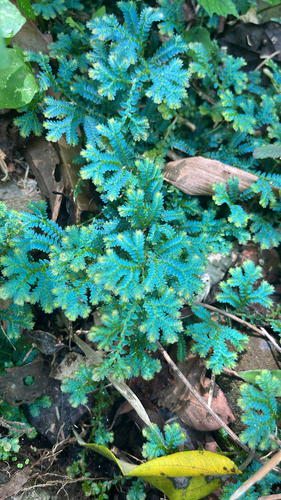 Selaginella observed 2026-10-30