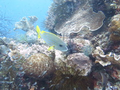 Plectorhinchus chrysotaenia