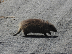 Peludo