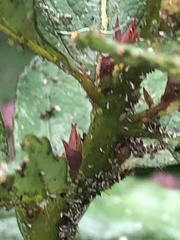 Macrosiphum cholodkovskyi