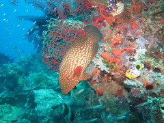 Cephalopholis cyanostigma