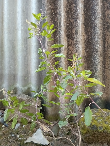 Ocimum tenuiflorum observed 2026-10-30