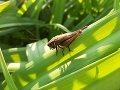 Eobiana engelhardti