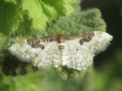 Idaea mustelata
