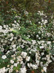 Spiraea × vanhouttei