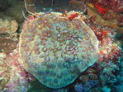 Mycedium elephantotus