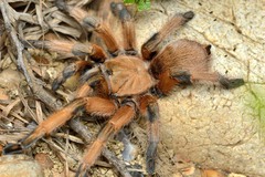 Aphonopelma moderatum