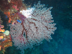 Siphonogorgia godeffroyi