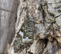 Hipparchia volgensis