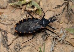 Triatoma gerstaeckeri