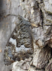 Hipparchia volgensis