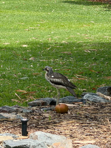 Bush Stone-curlew