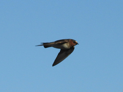 Golondrina risquera