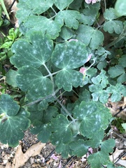 Erysiphe aquilegiae