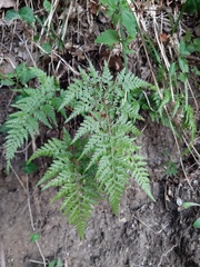 Asplenium adiantum-nigrum