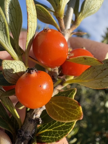 Coprosma montana observed 2026-10-23