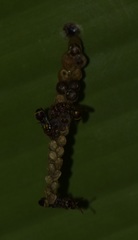 Polistinae