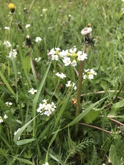 Arabidopsis halleri